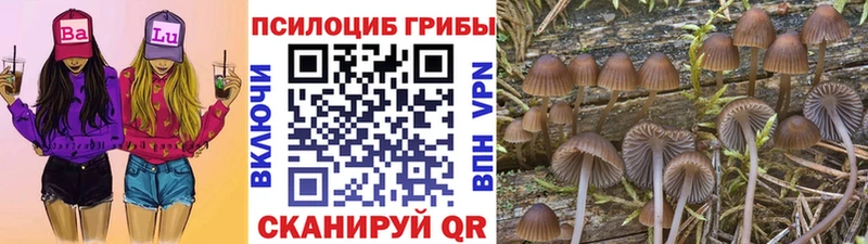 Псилоцибиновые грибы Psilocybine cubensis Набережные Челны